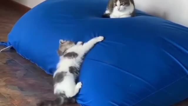 OMG So Cute Cats ♥ Best Funny Cat ❤️🐈Videos 2021 #shorts