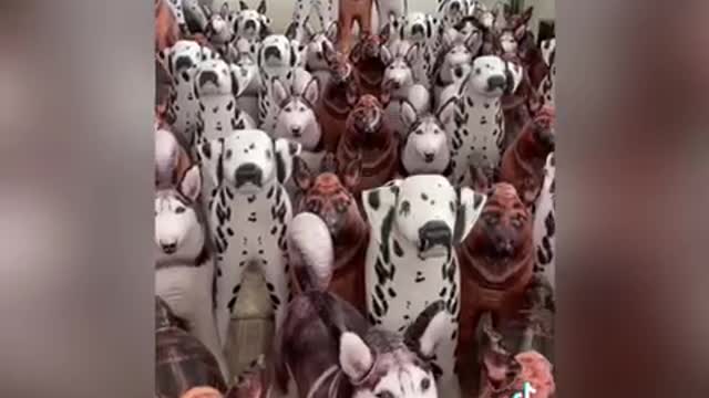 Answered: Your Most Burning Questions About FIND THE DOG