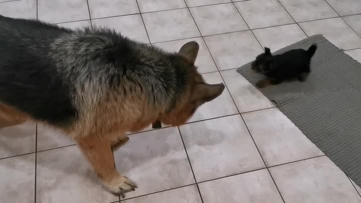 Yorkie vs German Shepherd