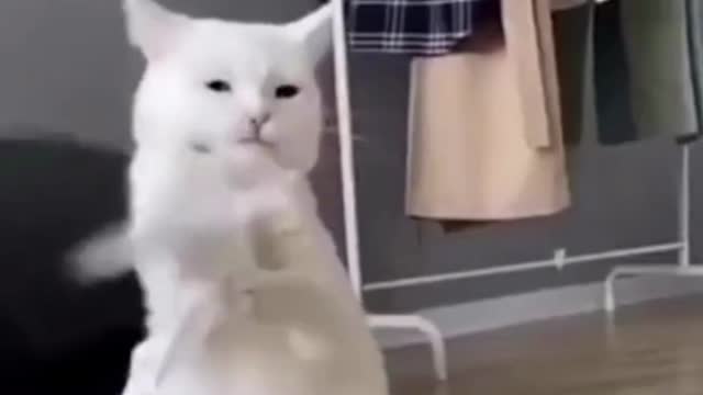 crazy cat watch what she is doing