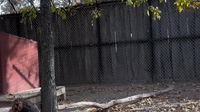 They have such a goofy run haha. Scary is they can run 35+mph