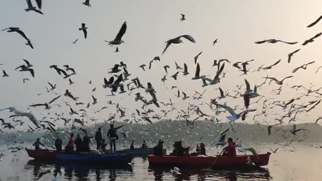 A Flock Of Seagulls Flying Over A Body Of Water