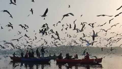 A Flock Of Seagulls Flying Over A Body Of Water