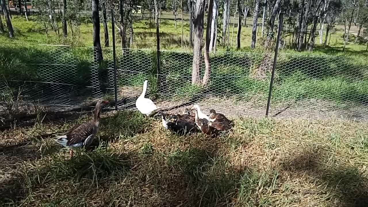 Ducklings fourth day out, geese are watching them