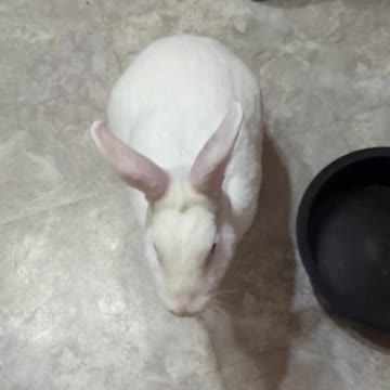 Some Bunny Demanding A Snack