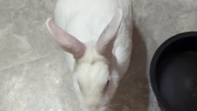 Some Bunny Demanding A Snack