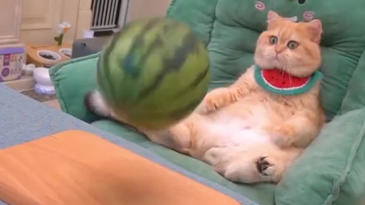 Cute cat funny video😍💖