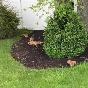Litter of fox kits play outside in this person's backyard