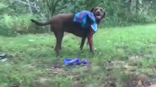 Brown dog rolling around grass tries to get rid of blue backpack