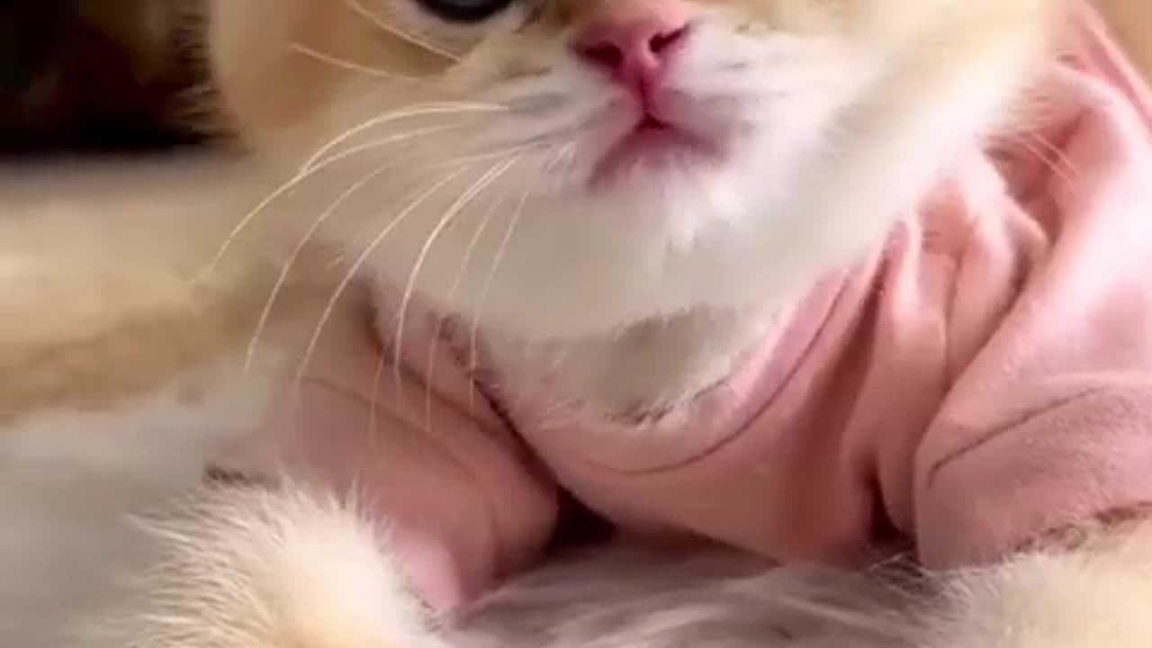 Cute Cat