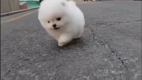 Cute puppy running