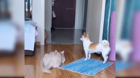 ❤🔥CUTE AND FUNNY Cats - P2🍃🔥