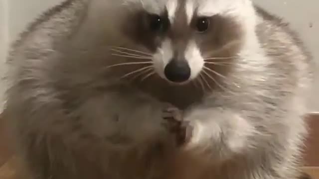 lazy fat raccoon found my cookies in kitchen