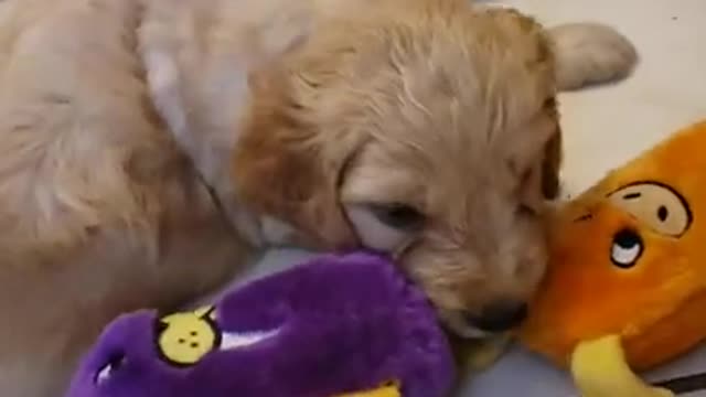 Goldendoodle pups with Cissye @ 5 weeks 9.2.21