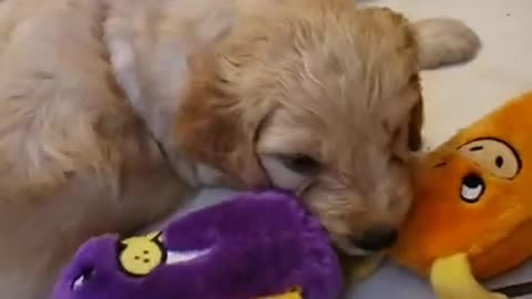 Goldendoodle pups with Cissye @ 5 weeks 9.2.21