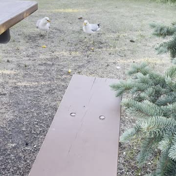 Seagulls vs crackers