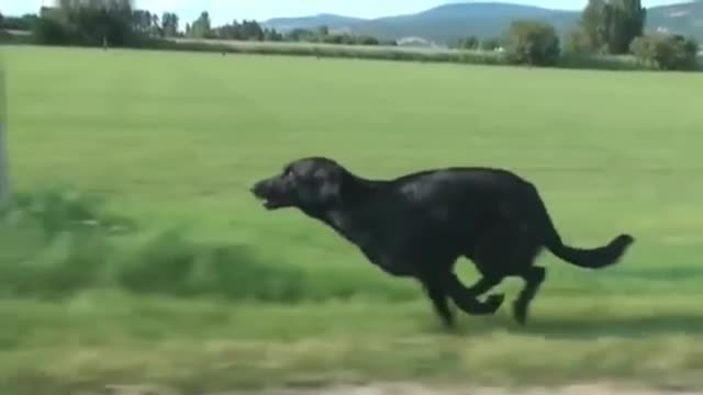 Dog running in slow motion