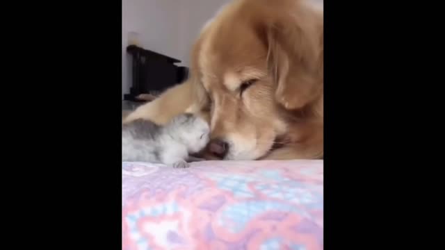 Adorable funny animals