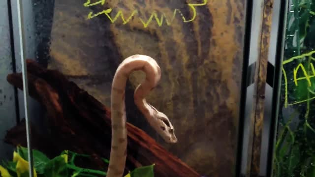 A Snake That Can Stick To Glass?!