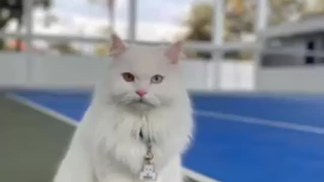 Kumpulan Kucing Lucu, Gemesin, Gemoy Video Kucing Lucu Viral