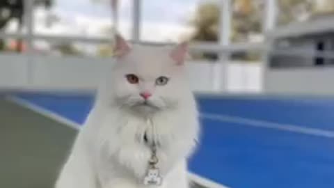 Kumpulan Kucing Lucu, Gemesin, Gemoy Video Kucing Lucu Viral