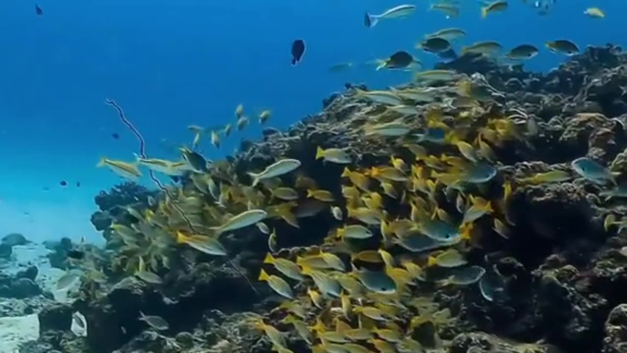 Ocean fish life