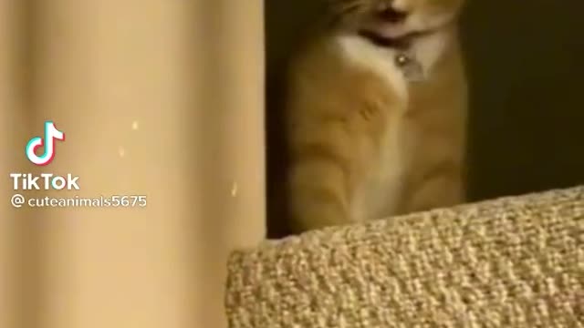 FUNNY ANIMAL #shorts #funny #fun #funnyvideo #tiktok #tiktokvideo