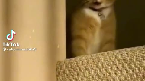 FUNNY ANIMAL #shorts #funny #fun #funnyvideo #tiktok #tiktokvideo