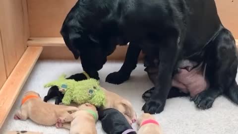 Mommy dog giving her favourite toy to her puppies 😍😍