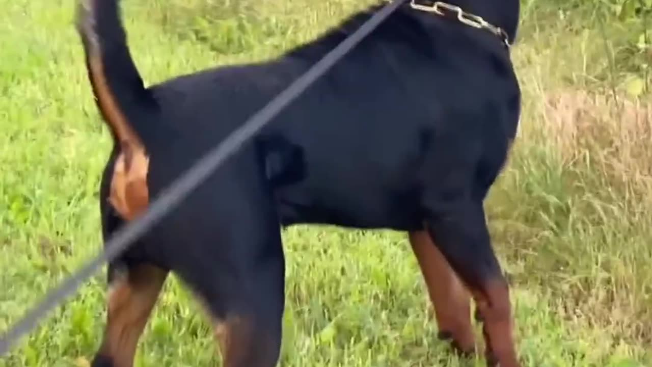 Funniest cat and dog video 2023