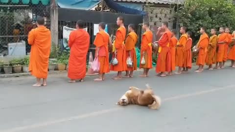 Funny Dog Dances while Monks Pray in the Street