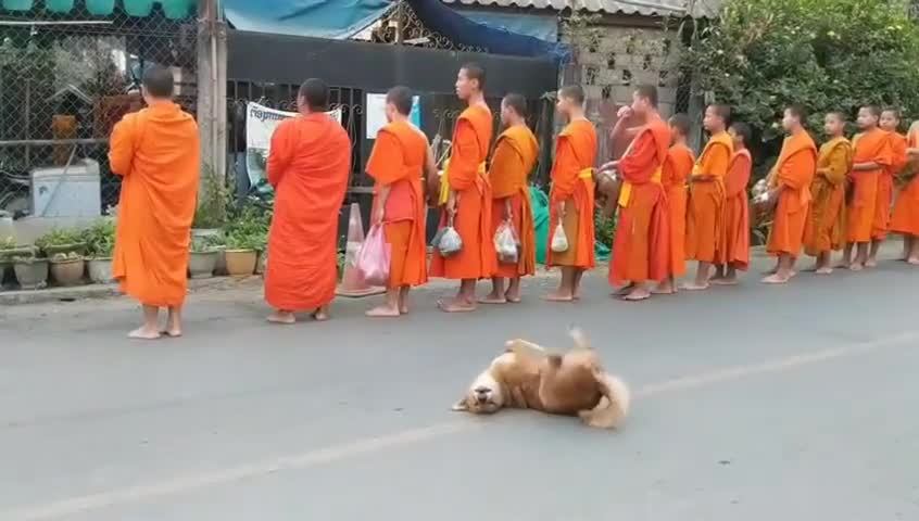 Funny Dog Dances while Monks Pray in the Street