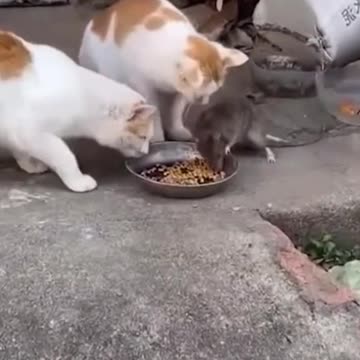 Watch and take the title