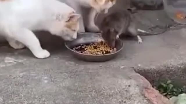 Watch and take the title