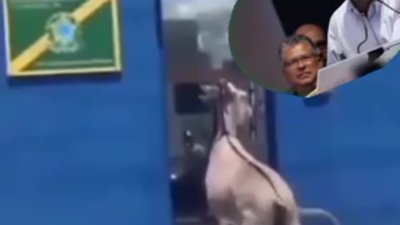 Eleitor do Ladrão Lula, reclamando das Taxas.