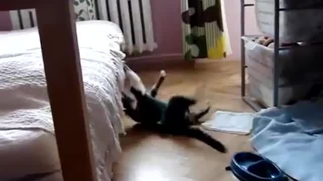 sleepy cat best failed jump soooo funny