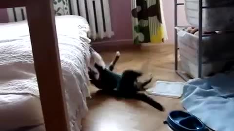 sleepy cat best failed jump soooo funny