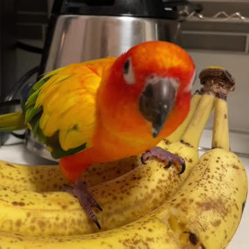 Parrot caught stealing banana and dancing
