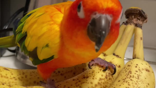 Parrot caught stealing banana and dancing