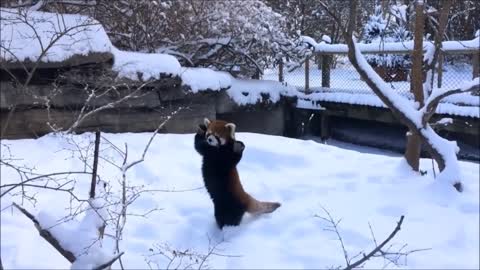 Cute happy red panda amazed by insects, snow and camera