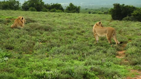 A Lion and Lioness in the Fields