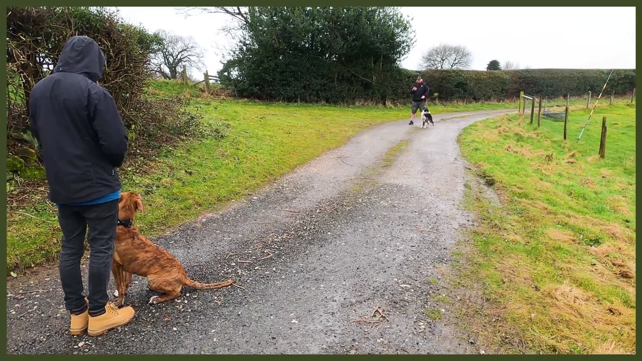 How To FIX Aggressive Behaviour From Your Dog on a Lead INSTANTLY!