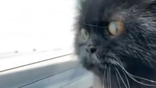 Three Cat Cute Video