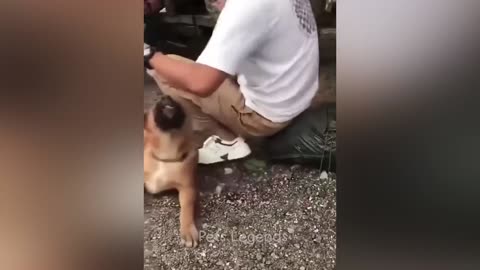 Best Cat and Dogs Videos of the Decade😂 Funny Animal Moments 😹