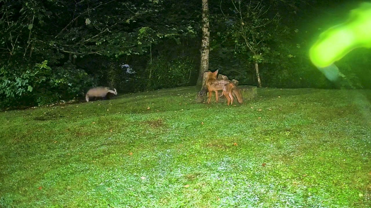 Fox and Badger Playing Together