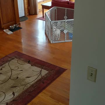 Adorable puppy escapes