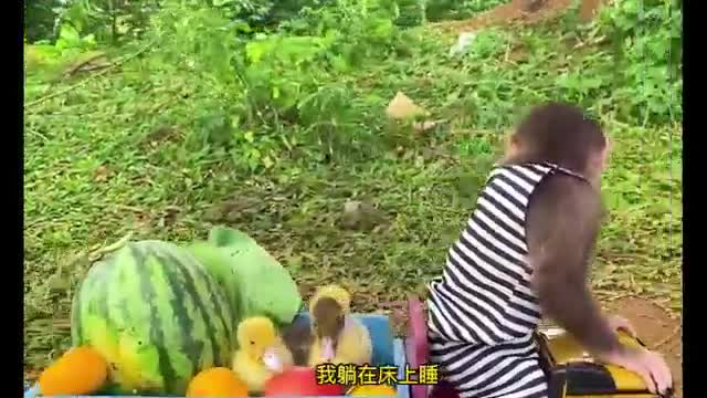 clever little monkey