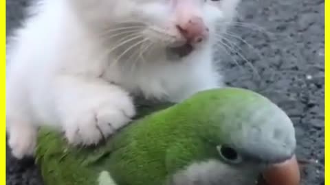 Cute cats shorts