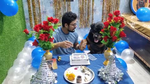 Dog birthday celebration