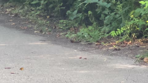 Chipmunk stopped by today at the park